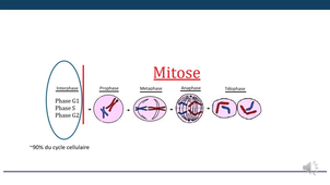 le cycle cellulaire LAS Autre 2026 060326 1-2.mp4