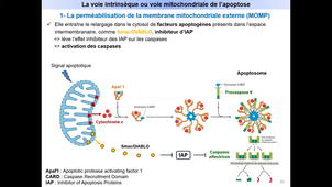 La mort cellulaire par apoptose - La voie mitochondriale.mp4