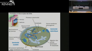 B - Origine et le devenir des cretes neurales