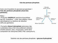 glucides LAS non bio 2026 pentosesP.mp4
