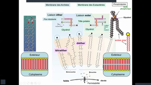 Mineure_Santé_Biologie_Cellulaire_Introduction_Denoyelle_Partie_2