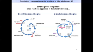 Métabolisme de acides gras - Diapos 44 à 47 - Conclusion