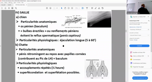 Enregistrement Physiologie sexuelle des carnivores domestiques - Mr J.P LEMONNIER