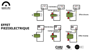 Bases en échographie