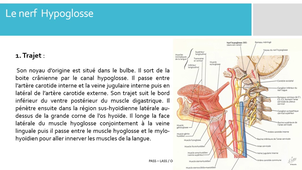 I - Le nerf Hypoglosse