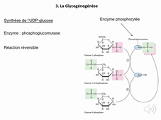2ème  partie - Glucides (glycogenogenèse et glycogénolyse) - S. Allouche LAS Bio 24.09.25 - Diaporama sonorisé