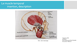 F  - Myologie