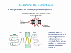 Cours Membrane Plasmique LCoulbault 2026 enregistrement.mp4