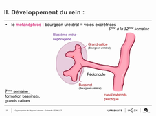 Organogenèse de l'Appareil génito-urinaire