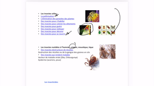cours 1-insecticides