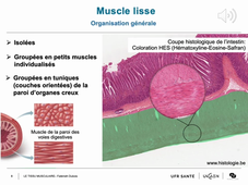 F. DUBOIS - Tissu musculaire - Partie 3