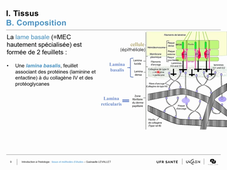 Introduction générale à l'Histologie
