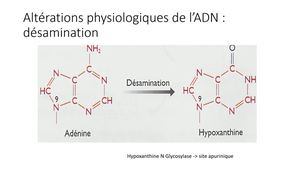 Cours réparation ADN LAS 2025-2026 sonorisé 21.01.26.mp4
