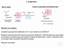 1ère  partie - Glucides (glycolyse et néoglucogenèse) - S. Allouche LAS Bio 24.09.25 - Diaporama sonorisé