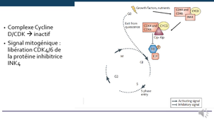 le cycle cellulaire LAS Autre 2026 060326 tot.mp4