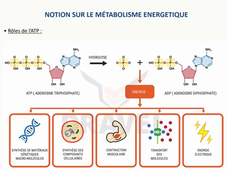 metabolisme_energetique_LAS non Bio_S_Allouche241025