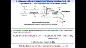 Métabolisme de acides gras - Diapos 17 à 30 - Synthèse des acides gras partie 2