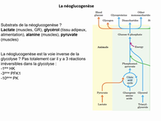 glucides_neoglucogense_LAS non bio_Allouche_241025