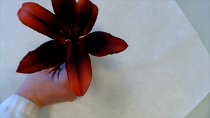 Dissection de la fleur de Lys