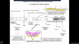 Support_Video_Biologie_Moleculaire_Régulation_Denoyelle_Partie_1_25_02_2026